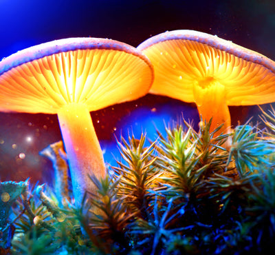 Magic Mushrooms...Not that kind. But just as magic for the body.